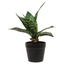 Load image into Gallery viewer, Potted Dark Green Snake Plant
