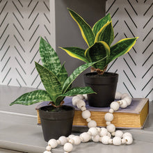 Load image into Gallery viewer, Potted Dark Green Snake Plant
